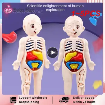 1~5PCS Conjunto de Órgãos Humanos Modelo Crianças DIY Montado Início de Ciência E Educação Brinquedos Quebra-cabeça 3D do Corpo Humano Anatomia Modelo